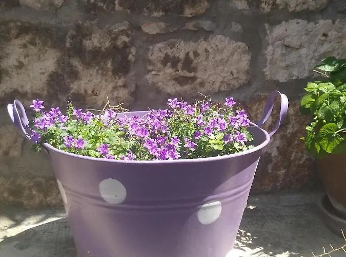 Willy * Milna (Brac)